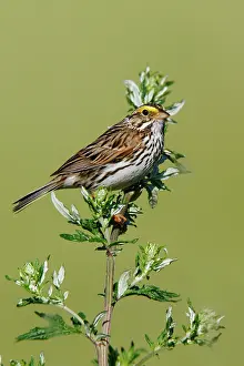 Sandwichensis: Savannah Sparrow