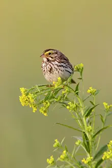Sandwichensis: Savannah Sparrow
