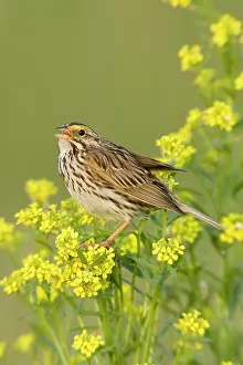 Sandwichensis: Savannah Sparrow
