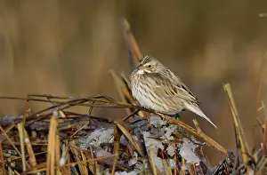 Sandwichensis: Savannah Sparrow