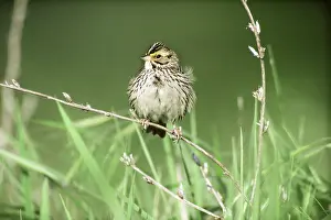 Sandwichensis: Savannah Sparrow