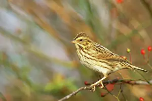 Sandwichensis: Savannah Sparrow