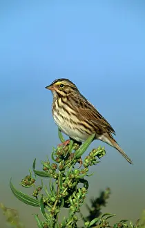 Sandwichensis: Savannah Sparrow