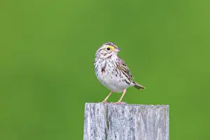 Sandwichensis: Savannah Sparrow - on breeding territory in Spring - June