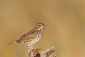 Sandwichensis: Savannah Sparrow - during fall migration