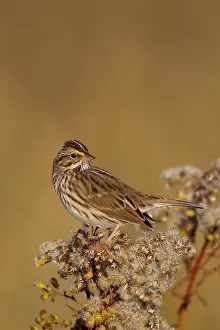Sandwichensis: Savannah Sparrow - during fall migration