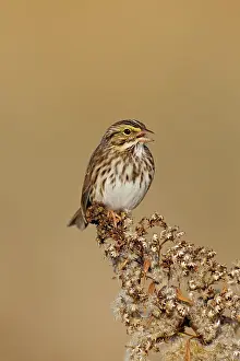 Sandwichensis: Savannah Sparrow - during fall migration
