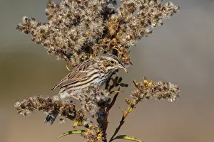 Goldenrod: Savannah Sparrow on Goldenrod