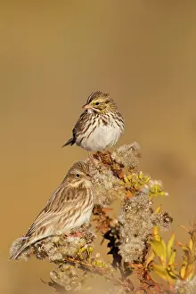 Sandwichensis: Savannah Sparrow - Ipswich Sparrows race