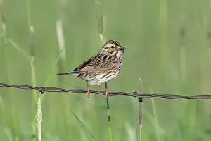 Sandwichensis: Savannah Sparrow, Passerculus sandwichensis. Sparrow of the