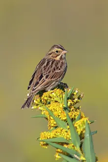 Sandwichensis: Savannah Sparrow Passerculus sandwichensis Feeding alo