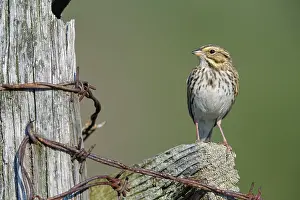 Sparrows: Savannah Sparrow Passerculus sandwichensis along fencel