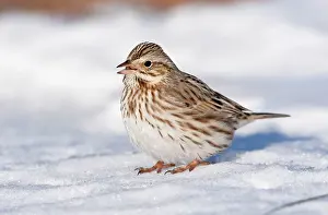 Sandwichensis: Savannah Sparrow - in snow - Ipswich variety of
