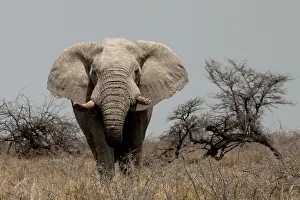 Savannahs: in the savannahs of Etosha, old male elephants are sometimes