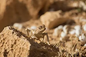 Agama: Savigny's Agama
