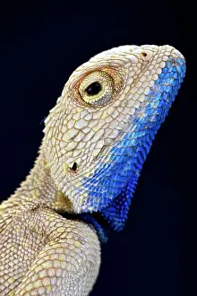 Agama: The Savigny's agama (Trapelus savignii) is endemic