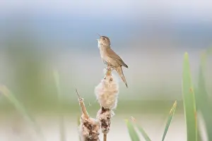 Singing: Savis Warbler 07