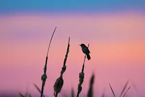 Singing: Savis Warbler 10