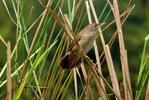 Locustella: Savi's Warbler