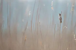 Locustella: Savi's Warbler