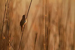 Locustella: Savi's Warbler