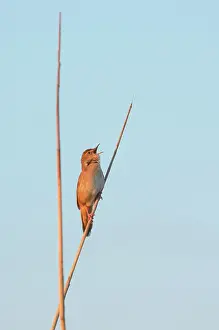 Locustella: Savi's Warbler