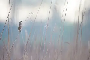Locustella: Savi's Warbler