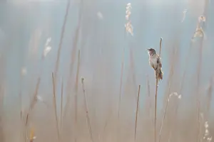 Locustella: Savi's Warbler