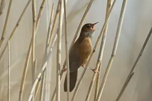 Jonker: Savi's Warbler