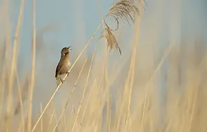 Jonker: Savi's Warbler