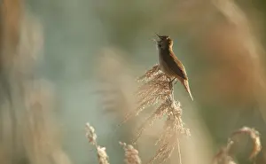 Reeds: Savi's Warbler