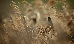 Jonker: Savi's Warbler