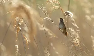 Reeds: Savi's Warbler