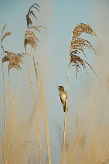 Reeds: Savi's Warbler