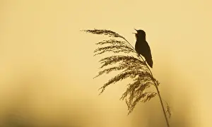 Reeds: Savi's Warbler
