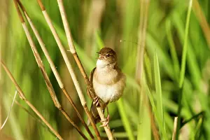 Locustella: Savi's Warbler