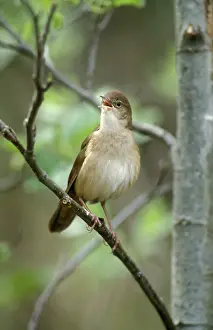Locustella: Savi's warbler - Adult male singing