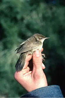 Held: SAVI'S WARBLER - held by human hand