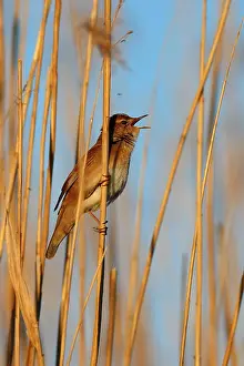 Sing: Savi's Warbler (Locustella luscinioides) on a reed