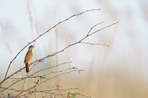 Locustella: Savi's Warbler (Locustella luscinoides) singing
