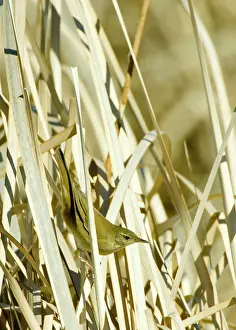 Locustella: Savi's Warbler - in reeds - April