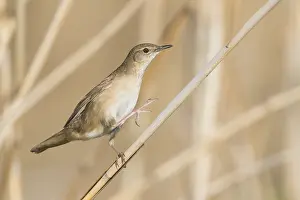 Warbler: Savis Warbler - Rohrschwirl - Locustella luscinoides