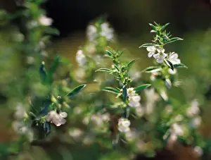 Hortensis: Savory
