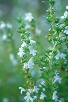 Hortensis: Savory