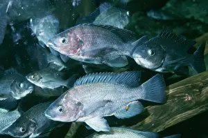 Cichlids: Savory CICHLID - shoal