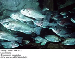 Cichlids: Savory CICHLID - shoal