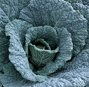 Capitata: A savoy cabbage