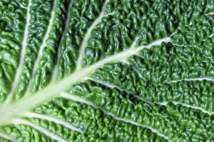 Capitata: Savoy cabbage, Brassica oleracea capitata v. subauda