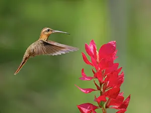 Hermit: Saw Billed Hermit at flower Ramphodon naevius Atlantic