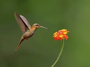 Hermit: Saw Billed Hermit at flower Ramphodon naevius Atlantic